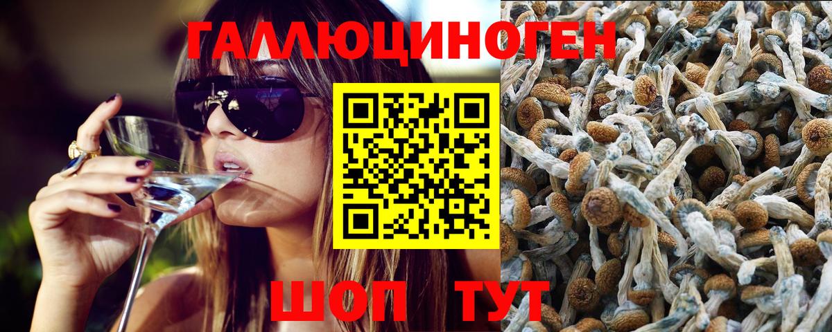 Псилоцибиновые грибы Psilocybe Чернушка